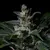 Mix Nuevas Genéticas x6 - Gorilla Growshop