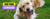 Banner de Alcateia Siberian