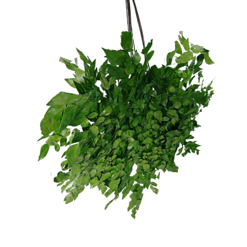 Kit 200 Folhas Avenca Preservada Desidratada e Pintada