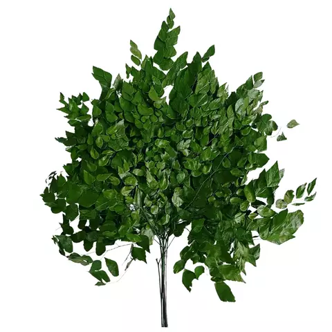 Kit 50 Folhas Avenca Preservada Desidratada e Pintada