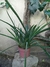 Bromelia Achmea gamosepala (Fosforito)