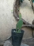 Opuntia microdasys (cactus orejas de Mickey)