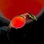 Mars Jordan "ruby" - O corre das lupas