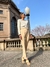 Calça St Germain - comprar online