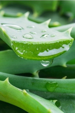 Jabón de aloe Vera y limonaria facial/corporal - Vida Cosmética Natural