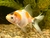 Peces de Agua Fría Goldfish Calicos 4 cm en internet