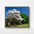 Quadro Decorativo Ipês - Ipê Branco 02, Brasília na internet