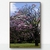 Quadro Decorativo Ipês - Ipê Roxo #28, Brasília na internet