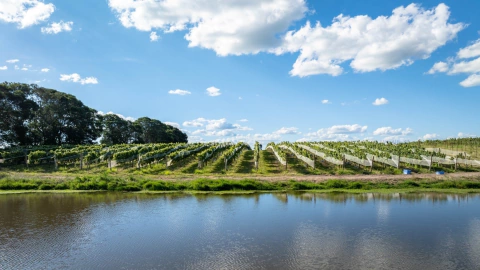 Banner da categoria CABERNET SAUVIGNON