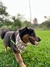 BANDANA LOSANGO COLORIDO - comprar online