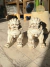 Perro Fú chico 30cm por unidad - comprar online