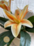 Lily Bush 41cm - LE CONFORT DESIGN