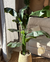 banana leaft 1.50cm - comprar online