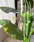 banana leaft 1.50cm en internet
