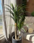 Yucca plant 1.20