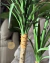 Yucca plant 1.20 - comprar online