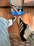 Imagem do ADIDAS SAMBA COURO