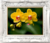 Quadros Decorativos Orquideas
