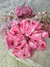 Scrunchies Grande en internet