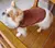 Suéter Pet de Veludo Cotelê unisexx com gola ponta super tendência marrom . - www.mimosdopierrepet.com.br