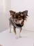Suéter Pet de Soft ( CHANEL e Louis Vuitton ) e Fleece Burberry unisexx . - comprar online