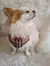 Bandana Pet dupla face unisexx da Burberry . - loja online