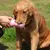 Garrafa de Água e Ração Portátil 2 em 1 para Cães - FrankeStore - FrankeStore - Petshop - Cozinha e Jardim - Automotivo - Decoração - Bebês e Brinquedos - Eletrônicos - Lazer e Saúde