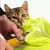 Bolsa de Banho Ajustável para Gatos - FrankeStore na internet