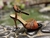 Anna C1 - comprar online