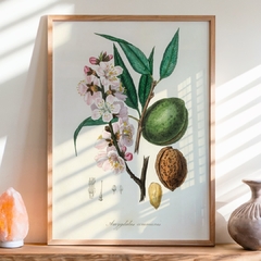 Nuts - comprar online