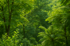 Banner de la categoría Tratamientos Medicinales