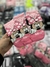 SOQUETES NIÑOS- MINNIE