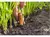 Adubo Terra Nobre - 10kg - loja online