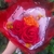 Buquê 3 Rosas Eternas - comprar online