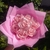 Buquê 7 Rosas Eternas - comprar online