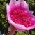 Buquê 15 Rosas Eternas na internet