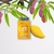 ESPONJA MANGO na internet