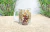 Caneca Católica Premium Santo Antônio I com oração - Presente de Fé Inesquecível na internet