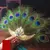Elegant Peacock Feather Fan - online store