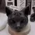Three Eyes Cat Scented Candles - online store