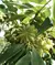 Natural Star Anise on internet