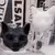 Three Eyes Cat Scented Candles - buy online