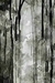 DRIPPING OF FOREST