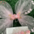 Conjunto Jardim dos Sonhos- Magia em Organza (Código: 00275) - comprar online
