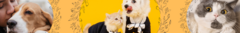 Banner da categoria PET