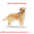 Imagen de Royal Canin Alimento Seco para Perro Golden Retriever Puppy | 12 kg