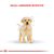 Royal Canin Alimento Seco para Perro Labrador Retriever Puppy | 12 kg