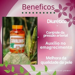 Cavalinha