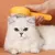Cepillo Removedor De Pelos Pet Brush - El Remate