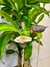 Flor y Pajaro - comprar online